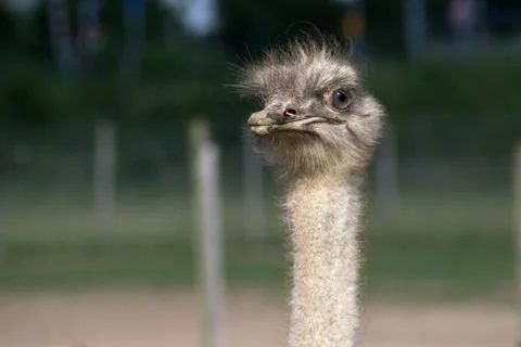 Ostrich head Foto stock