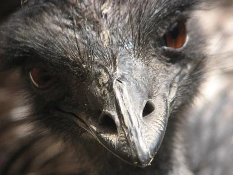 Ostrich head Stock Photos