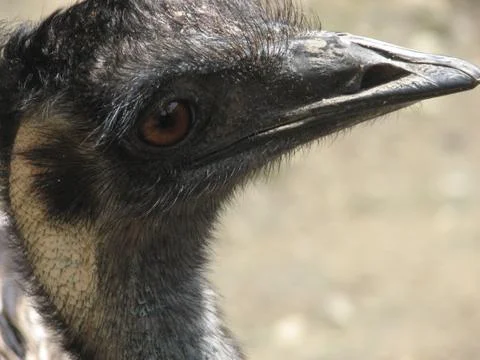 Ostrich head Stock Photos