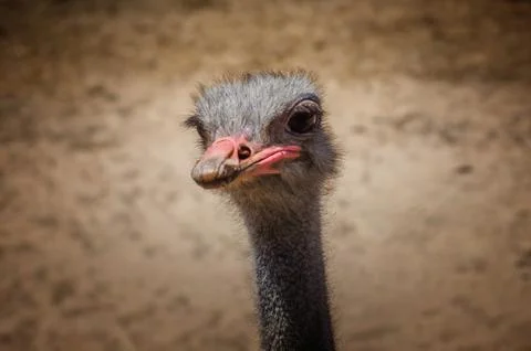 Ostrich Head Stock Photos