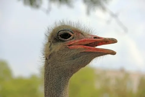 Ostrich head Stock Photos