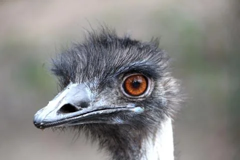 Ostrich head Stock Photos