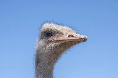 Ostrich head Stock Photos