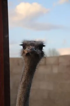 Ostrich head Foto stock