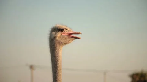 Ostrich head on sunset Stock Footage 41087818
