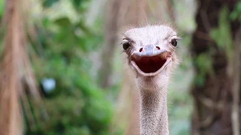 Ostrich Head In Zoo Stock Footage 49410553