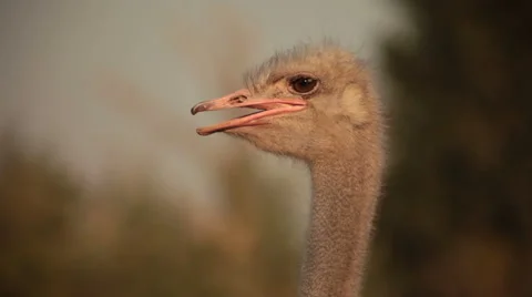 Ostrich headat sky background Stock Footage 41087782