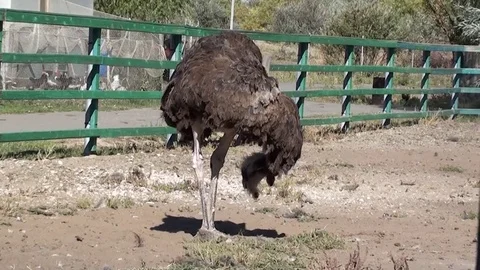 The ostrich hiding its head Video stock 83249247