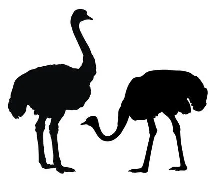 Ostrich Stock Illustration