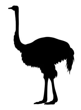 Ostrich Stock Illustration