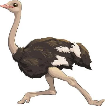 Ostrich Stock Illustration