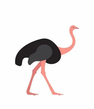 Ostrich Stock Illustration