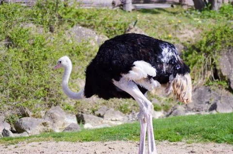 Ostrich isolate a green Foto stock