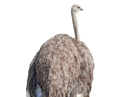Ostrich isolated on white background Stock Photos