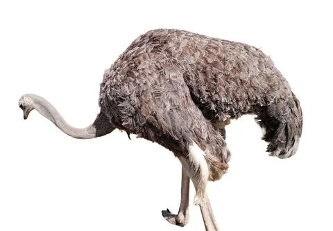 Ostrich isolated on white background Photos