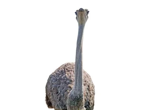 Ostrich isolated on white background Stock-Fotos