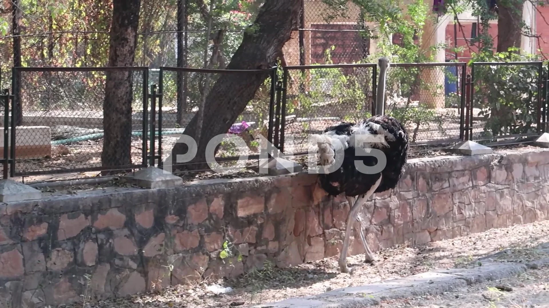 Ostrich at Jaipur Zoo | Stock Video | Pond5