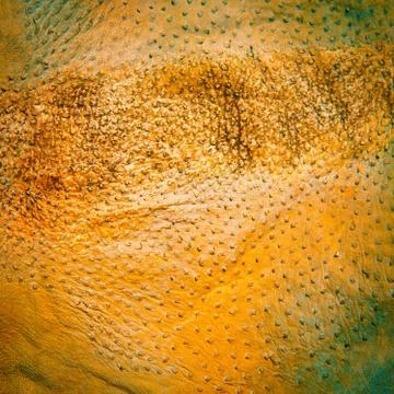 Ostrich leather background Stock Photos