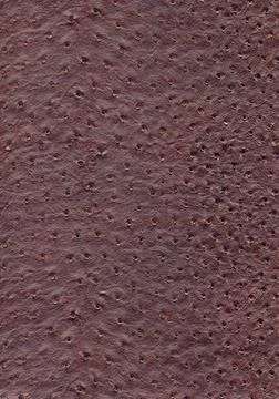 Ostrich leather surface full frame abstract brown ostrich leather surface ... Stock Photos