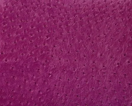 Ostrich leather surface full frame abstract violet ostrich leather surface... 写真素材