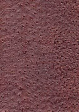 Ostrich leather surface Stock Photos