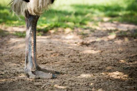 Ostrich leg on sand field Stock-Fotos