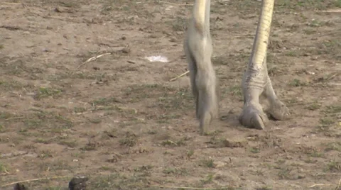 Ostrich legs Stock Footage 35702663