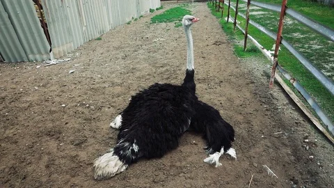 Ostrich lies on the ground Stock-Footage 109512191