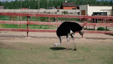 Ostrich looking around at the farm Stock-Footage 110924481