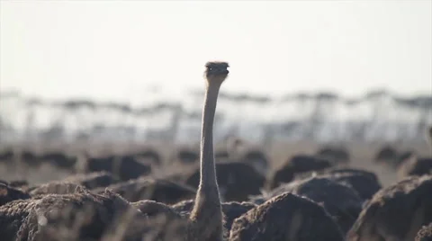 Ostrich looking around Stock Footage 40502686