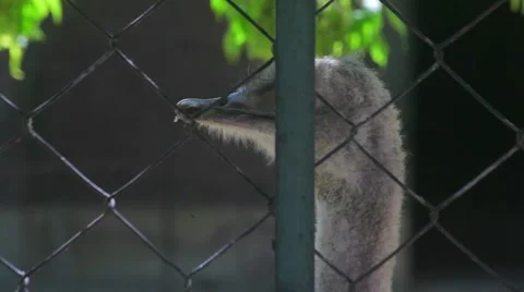 Ostrich Looking Around Stock Footage 59906841