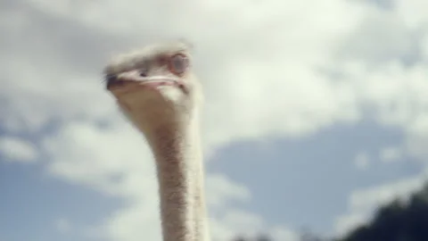 An Ostrich looking around for predators Stock Footage 278827547