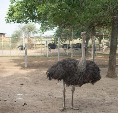 Ostrich looking at the camera with open beak Stock Photos