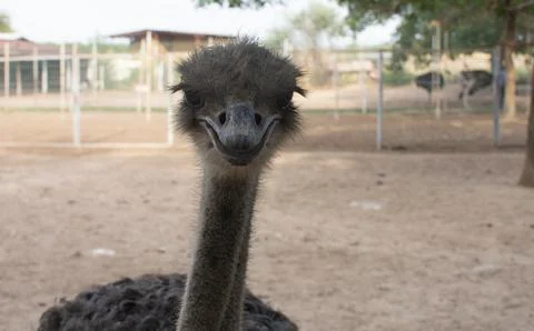 Ostrich looking at the camera with open beak Stock Photos