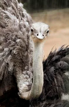 Ostrich looking at camera Stock Photos