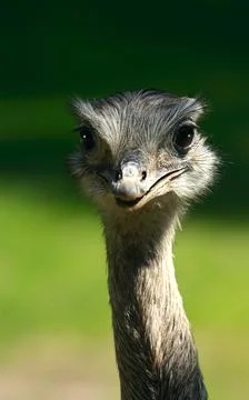 Ostrich looking in camera Stock Photos