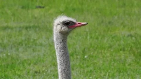 Ostrich looking in different directions slow motion Stock Footage 299942514