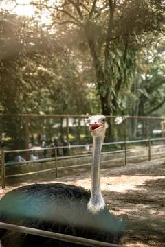 The ostrich is looking down with thick black feathers in the photo in a hor.. Stock Photos