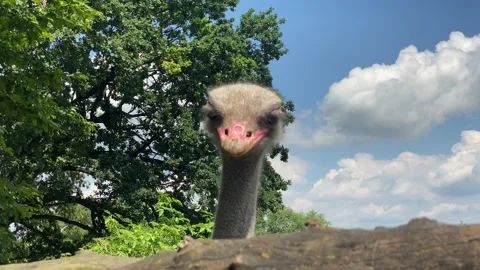The ostrich is looking at me closely   Stock Footage 143953880