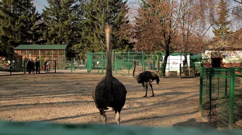 Ostrich looks Stock Footage 47564884