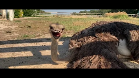 Ostrich lying on the ground in enclosure Stock Footage 315136442