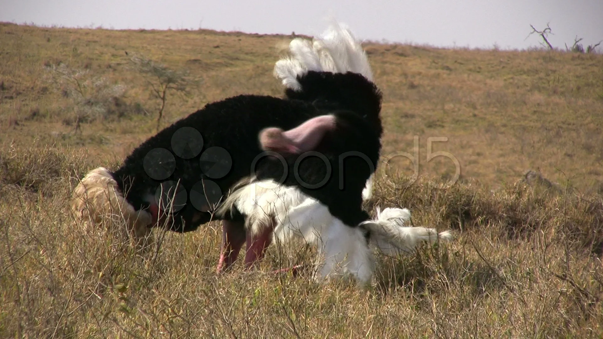 ostrich mating dance stock video 000550460 pond5 ostrich mating dance stock video 000550460 pond5