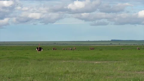 Ostrich mating dance Stock Footage 133098147