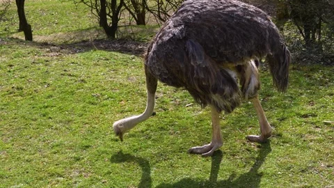 An ostrich on a meadow eating Stock Footage 270851243