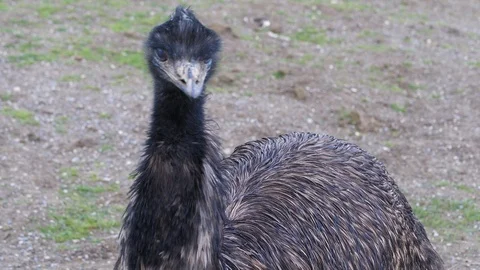 An ostrich on the meadow Stock-Footage 100600343