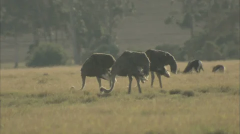 Ostrich Mid Stock-Footage 37167720