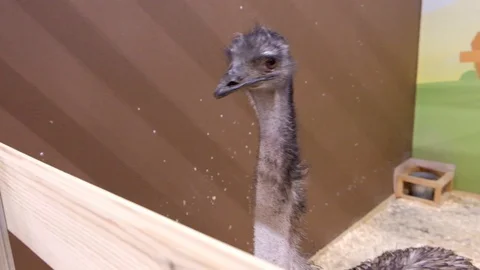 Ostrich neck and head Stock Footage 103194817