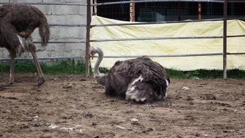 Ostrich is not ground Stock Footage 109512313
