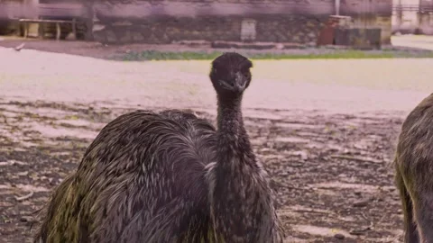 Ostrich one Video stock 315177364