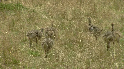 Ostrich P2 Stockbeeldmateriaal 999967